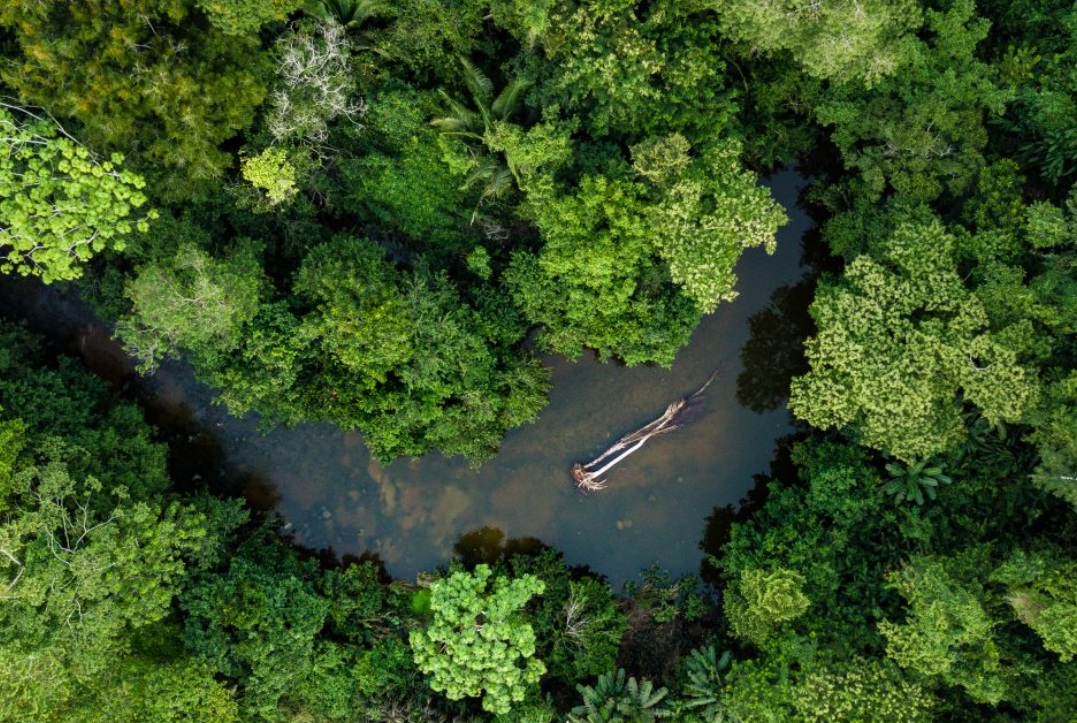Régimen tributario de la Amazonía: Precisan aplicación del crédito fiscal del IGV en San Martín.