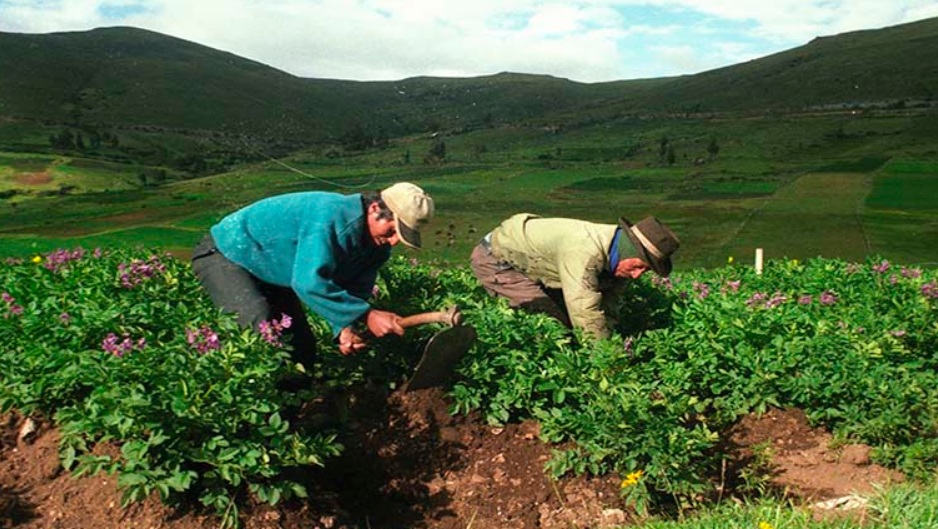 Nuevo régimen del Impuesto a la Renta e IGV para pequeños productores y empresas agrarias a partir del ejercicio 2026.
